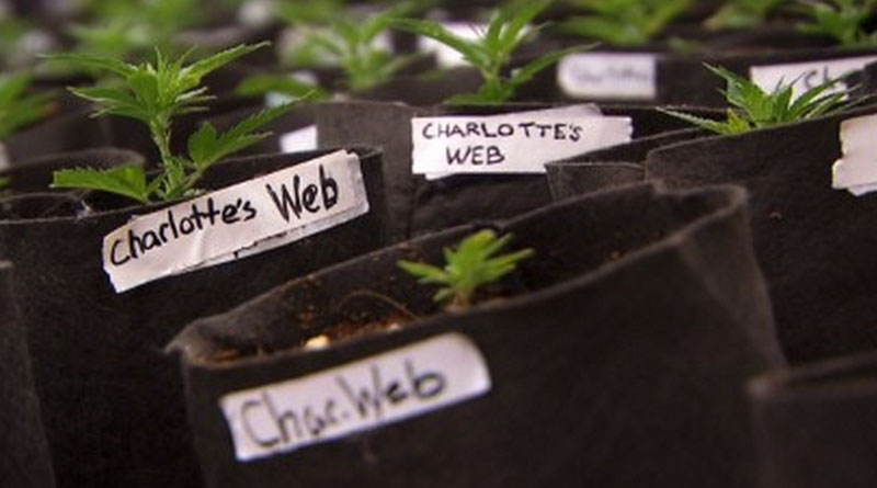 Charlotte’s Web growers seek to expand to Florida