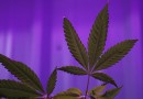 Nevada’s first medical marijuana dispensary opens