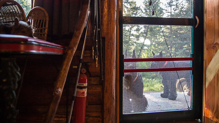 Kohl and Drake, the Siglers' two giant schnauzers, peer into the cabin as they wait to be let back inside.  