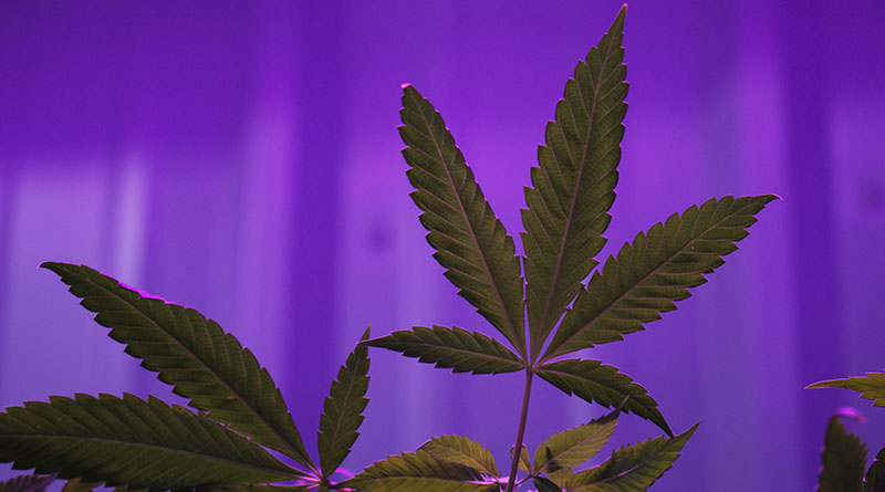 Nevada’s first medical marijuana dispensary opens