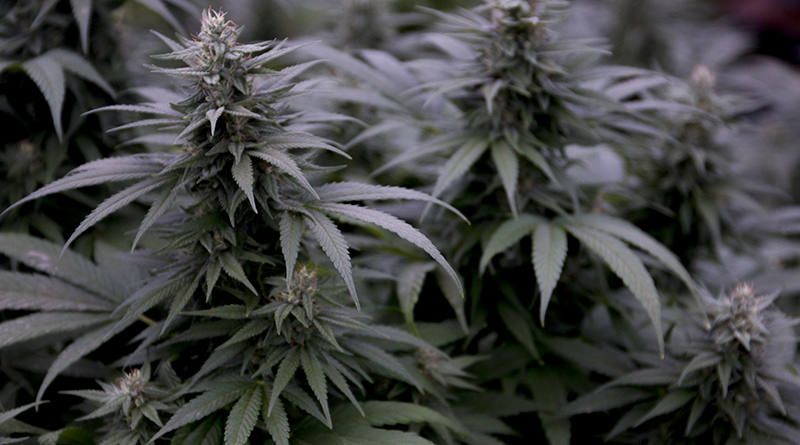 Jason Cranford cultivates the marijuana strain called “Haileigh’s Hope,” shown here, in his indoor cultivation site in Longmont, Colorado. (Photo by Nick Swyter/News21)