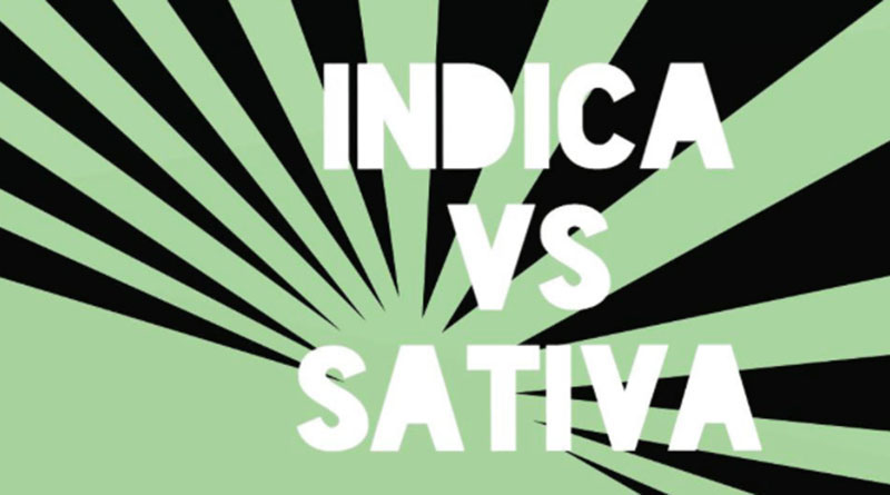Two cannabis species: Indica vs. Sativa